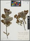 Foto von Salix appendiculata Vill. x Salix caprea L.